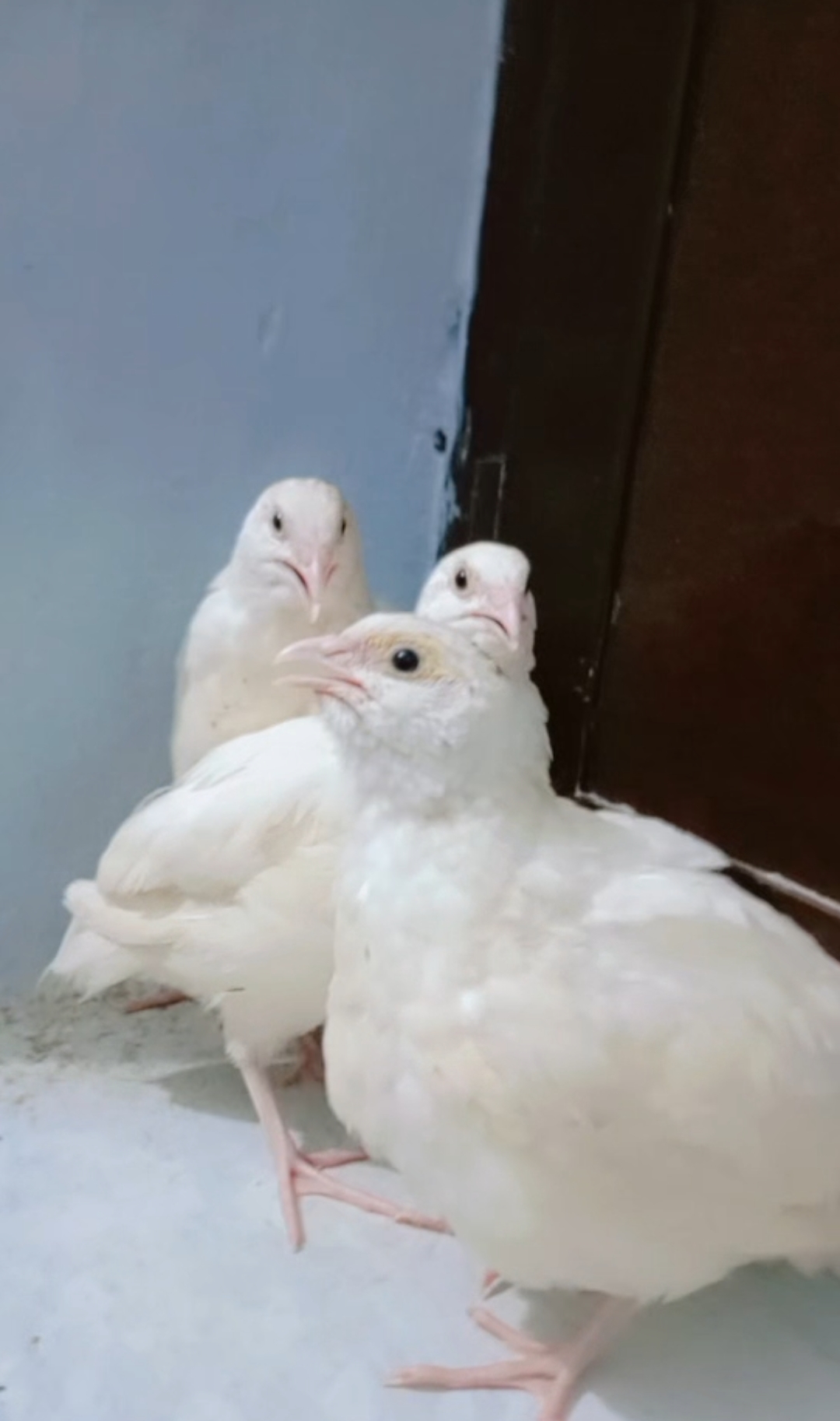 white Quail - Image 2