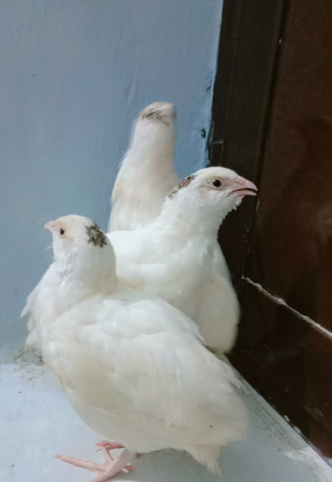 white Quail - Image 3