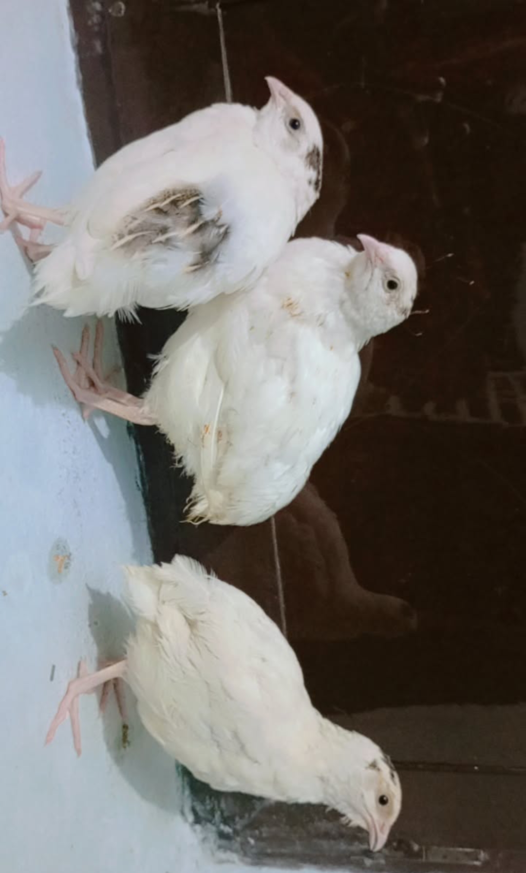 white Quail - Image 4