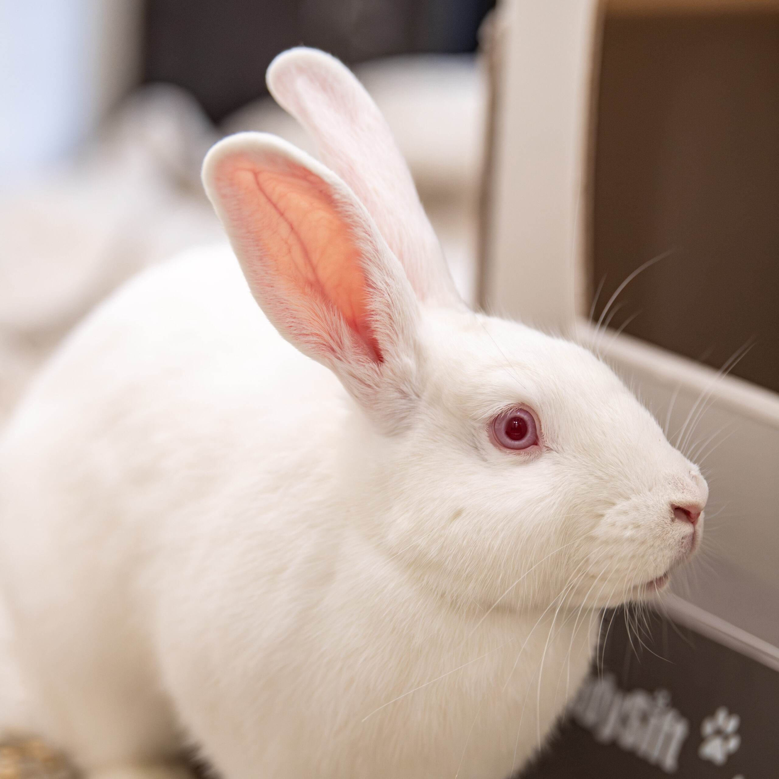Pure Desi Rabbits Pair