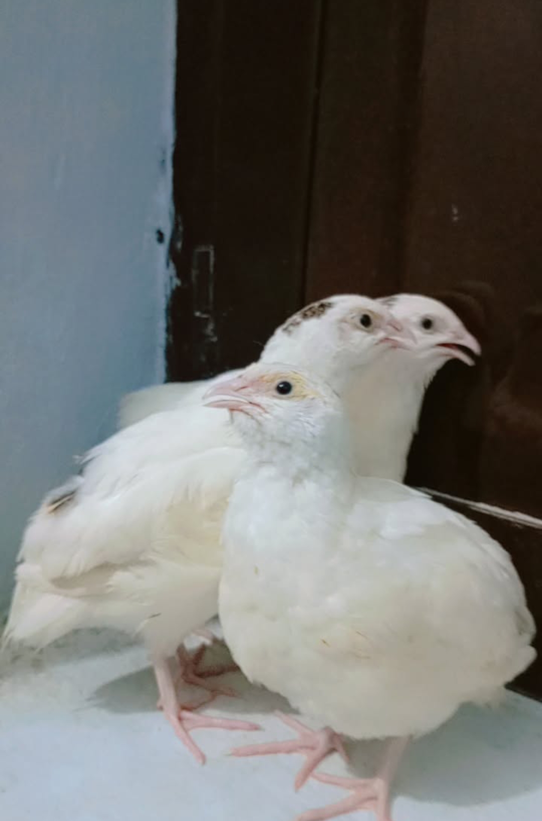 white Quail